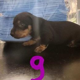 Dachshund Puppies from Three Ween Crew
