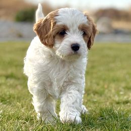 Rosemary - Blenheim female Cavapoo puppy in Kennewick, Washington from The Little Park Farm
