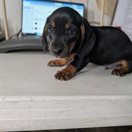 Boy 9181 - Black and tan male Dachshund puppy in Spring Hope, North Carolina from Hogan’s Lowrider Hounds