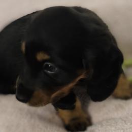 Sassy - Black and tan female Dachshund puppy in Shallotte, North Carolina from Happy Acres  Miniature Dachshunds
