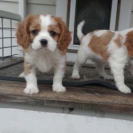 Cavalier King Charles Spaniels from Oxford Cavaliers