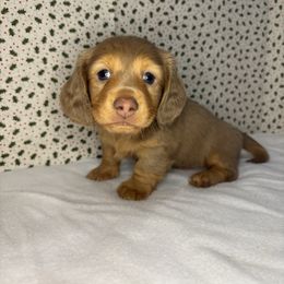 Jasper - Cream male Dachshund puppy in Mountain Grove, Missouri from Happy Hounds and More🐾