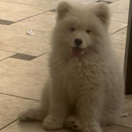Labrador Retriever and Samoyed Puppies from Carefree Samoyeds & Deserthills Labradors