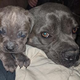Cane Corso from Rohan Cane Corso Italiano