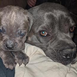 Cane Corso from Rohan Cane Corso Italiano