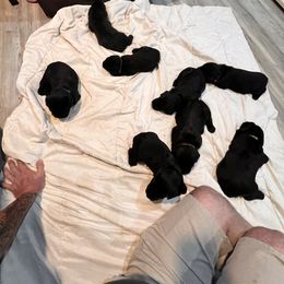 Giant Schnauzer Puppies from Toledo Bend Giants Vom Zitronen