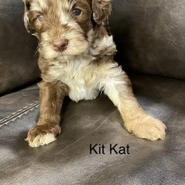 Aussiedoodle Puppies from White River Doodles