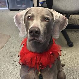 Weimaraners from Ashbrooke Weimaraners