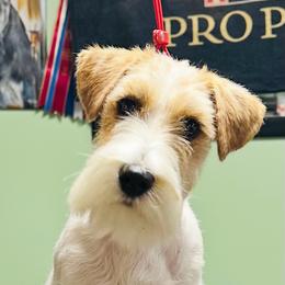 Cooper - Russell Terrier