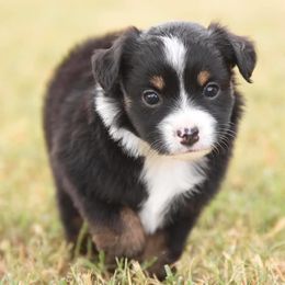 Toy Australian Shepherd Puppies from Blue Hue Aussies
