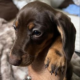 Dachshunds from CandCDachshunds