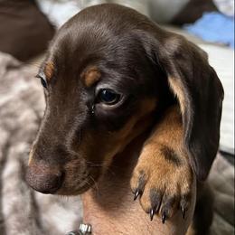 Dachshunds from CandCDachshunds