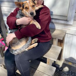 Australian Cattle Dog All Grown Up from Australian Cattle Cuties