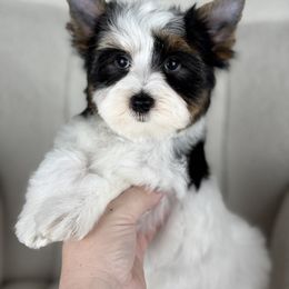 Scout - Parti male Yorkshire Terrier puppy in Hardin, Texas from Katrinas puppies