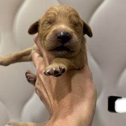 Black White Collar - Dark golden male Golden Retriever puppy in Turtlepoint, Pennsylvania from Allegheny River Retrievers