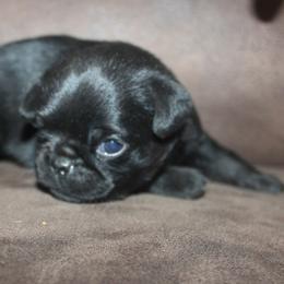 Black smooth girl - Black female Brussels Griffon puppy in Huntsville, Alabama from Tammy's Brussels