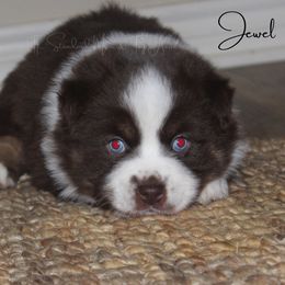 Australian Shepherd, Miniature Australian Shepherd, and Toy Australian Shepherd Puppies from TK Standard, Mini, & Toy Aussies