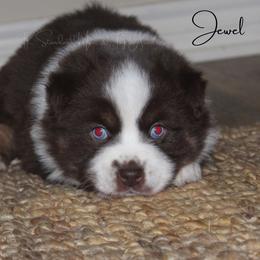Australian Shepherd, Miniature Australian Shepherd, and Toy Australian Shepherd Puppies from TK Standard, Mini, & Toy Aussies