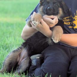 German Shepherd Puppies from Valiant Shepherds