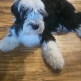 Happy - Black and white brindle male Tibetan Terrier puppy in Dorena, Oregon from West Coast Tibetans