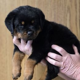 Rocket - Black and mahogany male Rottweiler puppy in Cottage Grove, Oregon from Divine Rottweilers
