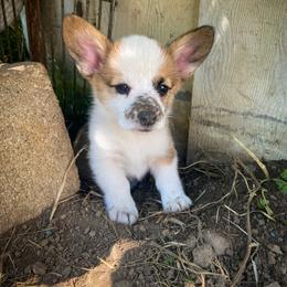Pembroke Welsh Corgi Puppies from Annwyl McCorgis