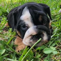 Light blue collar Girl - Black tri-color female Bulldog puppy in Lakeland, Florida from Fur Love And Puppies