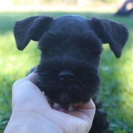 AKC Kyoto ( White) - Black male Miniature Schnauzer puppy in Vista, California from Olympus Schnauzers