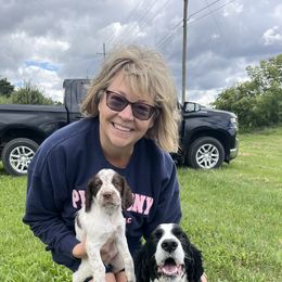 Yellow collar - Liver white and roan male English Springer Spaniel puppy in Sterling, Michigan from Springerdoodles In MI