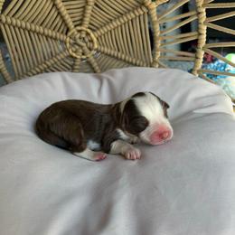 Ellie Mae - Red tri-color female Australian Shepherd puppy in Grants Pass, Oregon from Carmel Mountain Aussies