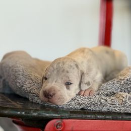 Maui - Merle female Great Dane puppy in Reno, Nevada from Good Dog Danes