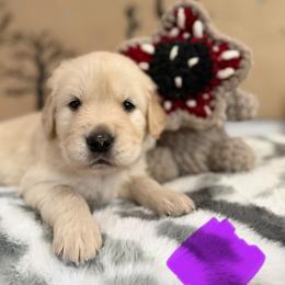 Joyce - Golden female Golden Retriever puppy in Duncan, South Carolina from Glimmer Goldens