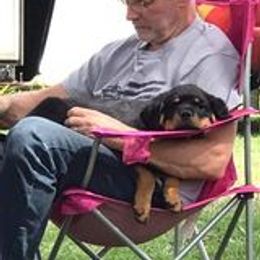 Rottweiler Puppies from Von Schonen Rottweilers