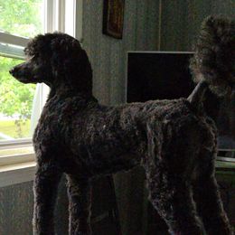Sassafras - Poodle