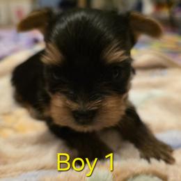 Boy 1 - Black and tan male Yorkshire Terrier puppy in Toledo, Ohio from Laura's Yorkshire Terriers