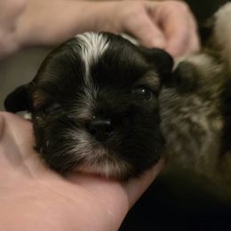 Boy 3 - Brindle and white male Shih Tzu puppy in Norris City, Illinois from Dainty and Darling Shih Tzu