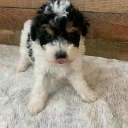 Glimmer - Parti female Poodle puppy in Haddam, Kansas from Golden B Acres
