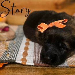 Story - Sable female German Shepherd puppy in Tippecanoe, Indiana from Mächtiger Barkerheim