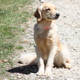 German Shepherds and Golden Retrievers from Von Der Raeuberbande German Shepherds