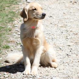 German Shepherds and Golden Retrievers from Von Der Raeuberbande German Shepherds