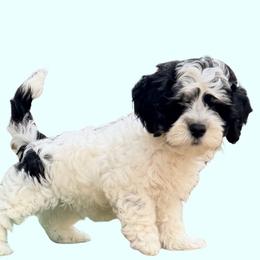 Paxton - Tri-color male Cavapoo puppy in Oak Island, North Carolina from Carolina Cavapoos