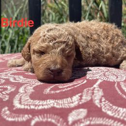 Girl 2 - female Labradoodle puppy in Murray, Utah from Swann's Kennels