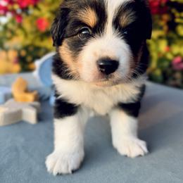 Barnacle - Black tri male Miniature Australian Shepherd puppy in Valley Center, California from DLT MiniAussie