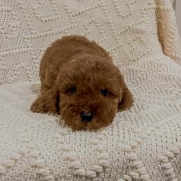 Rodeo (Our Lone Star State litter) - Red  male Goldendoodle puppy in Hopkins County, Texas from Boutique Doodles