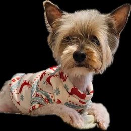 Miss Salti Pepper. - Parti female Yorkshire Terrier puppy in Portland, Oregon from Mama & I Yorkshire's