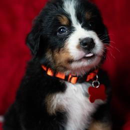 Orange Onyx - Tri-color male Bernese Mountain Dog puppy in Soldiers Grove, Wisconsin from Lonesome Pine Farm