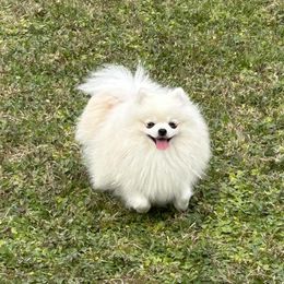 LAMBEAU - Pomeranian