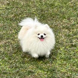 LAMBEAU - Pomeranian