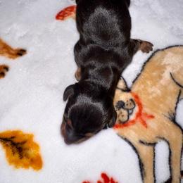 Black-Tan - Black and tan male Dachshund puppy in Tecumseh, Oklahoma from MoonBerry Miniature Dachshunds