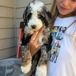 Shania BLUE EYES - Blue merle female Bernedoodle puppy in Horseshoe Bend, Idaho from Over the Moon Poodles and Doodles